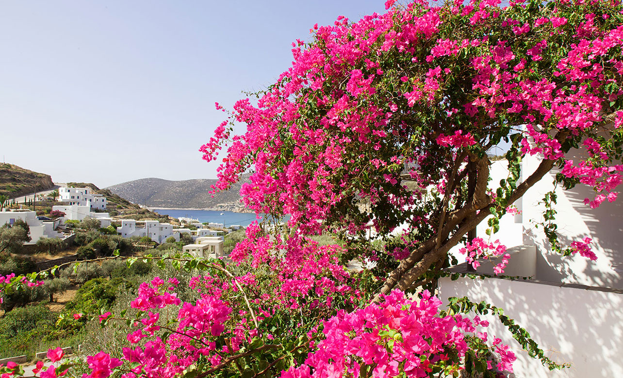 Βουκαμβίλιες και θέα στη θάλασσα από τα Ostria Studios στον Πλατύ Γιαλό Σίφνου