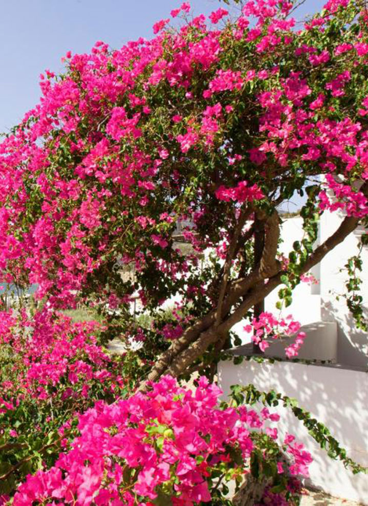 Ανθισμένη βουκαμβίλια στα Ostria studios στον Πλατύ Γιαλό Σίφνου